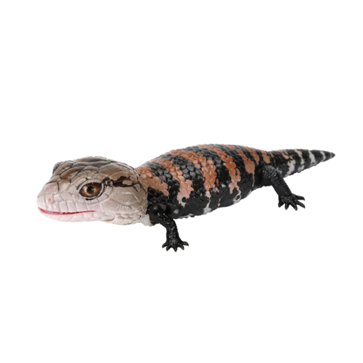 Aojita lizard (normal)