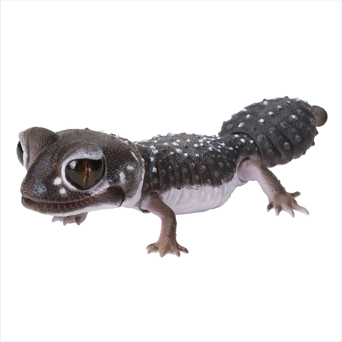 Nishinahadata Gecko