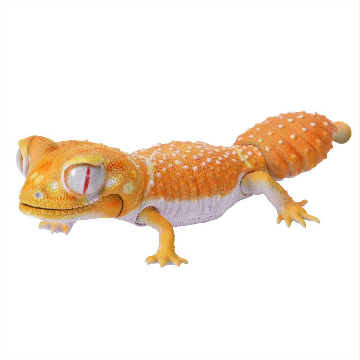 Albinopyrubara long-tailed gecko