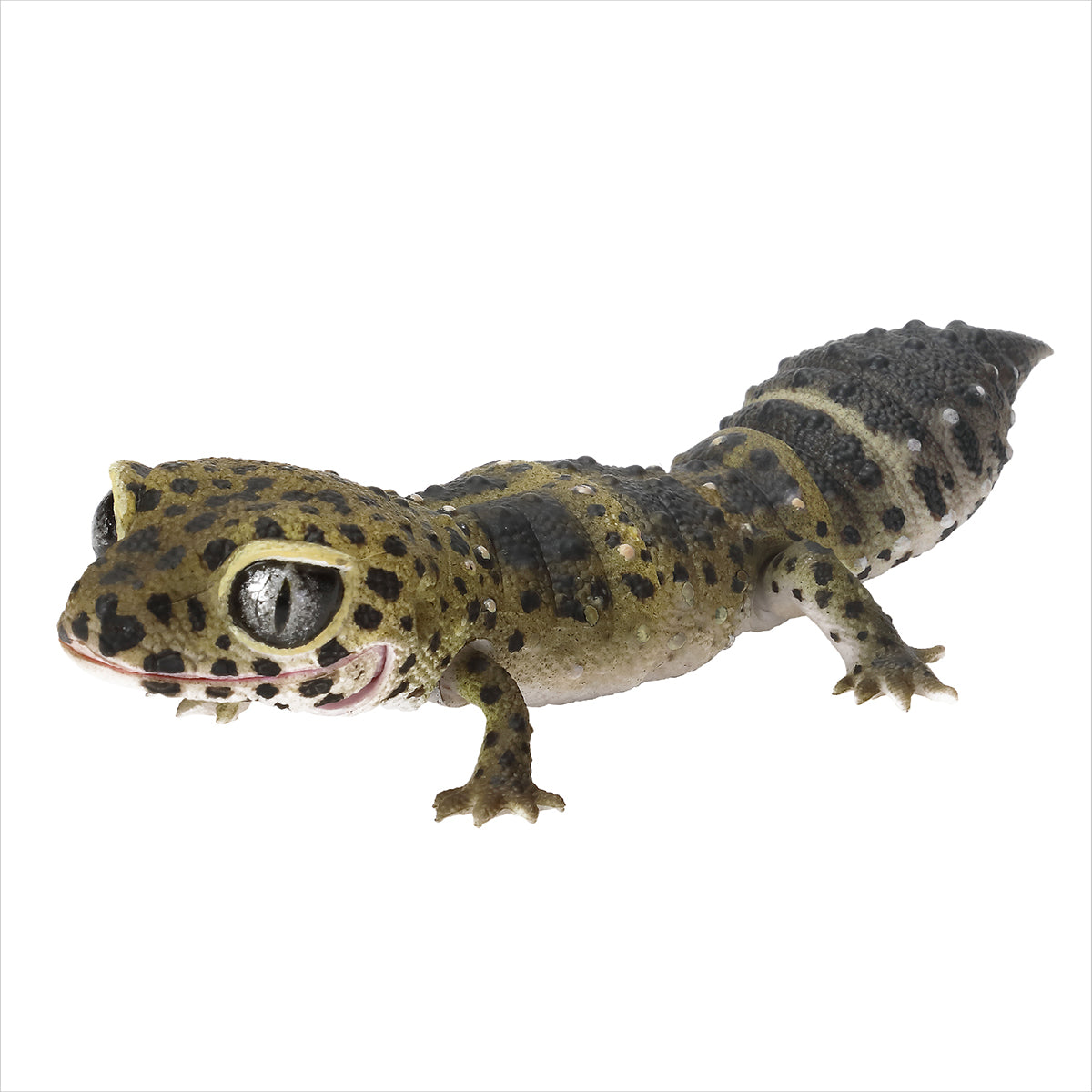 Leopard Gecko (Carbon)