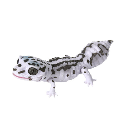 Leopard Gecko Snowbold Stripe