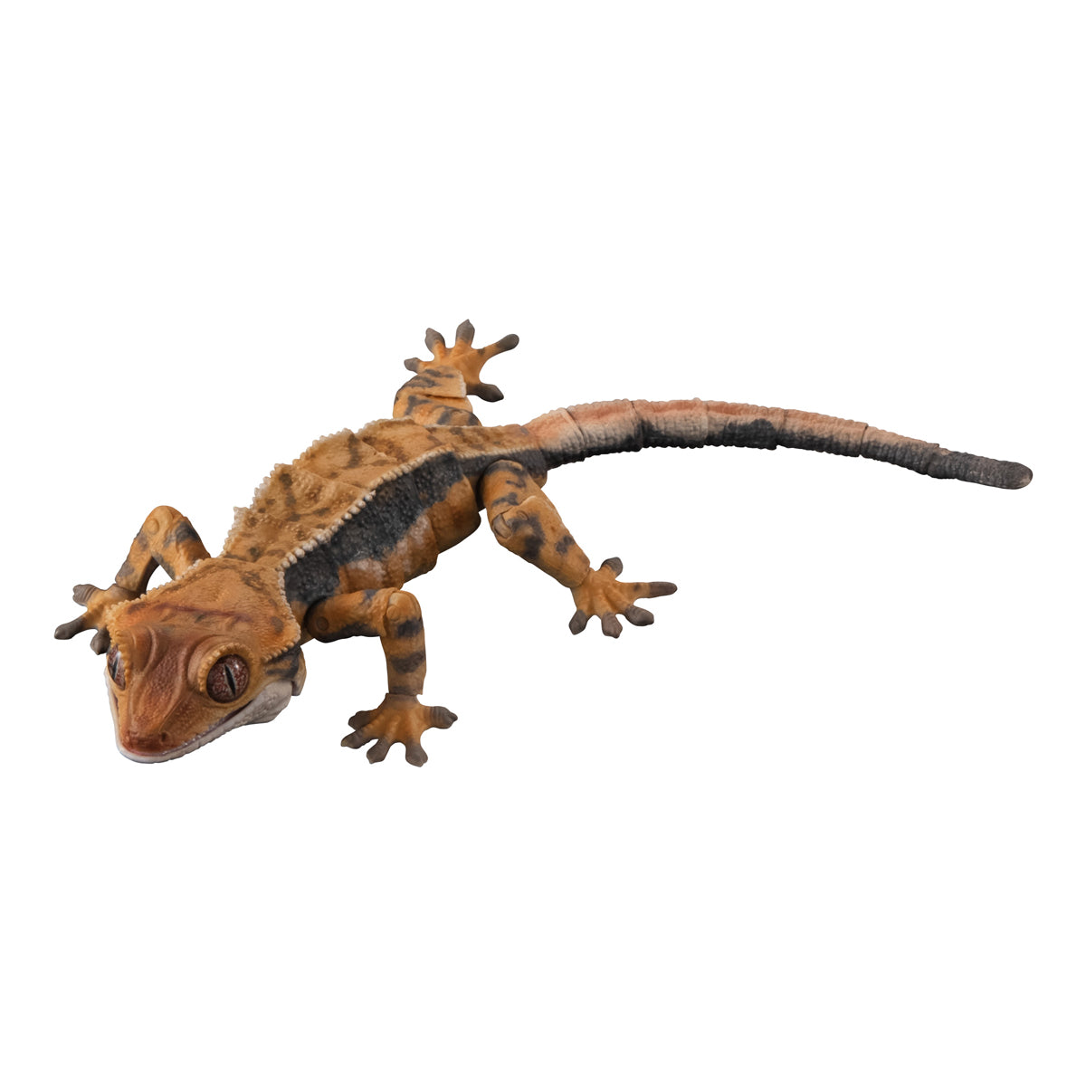 Crested Gecko (Harlequin)