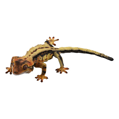 Crested Gecko (Tricolor)