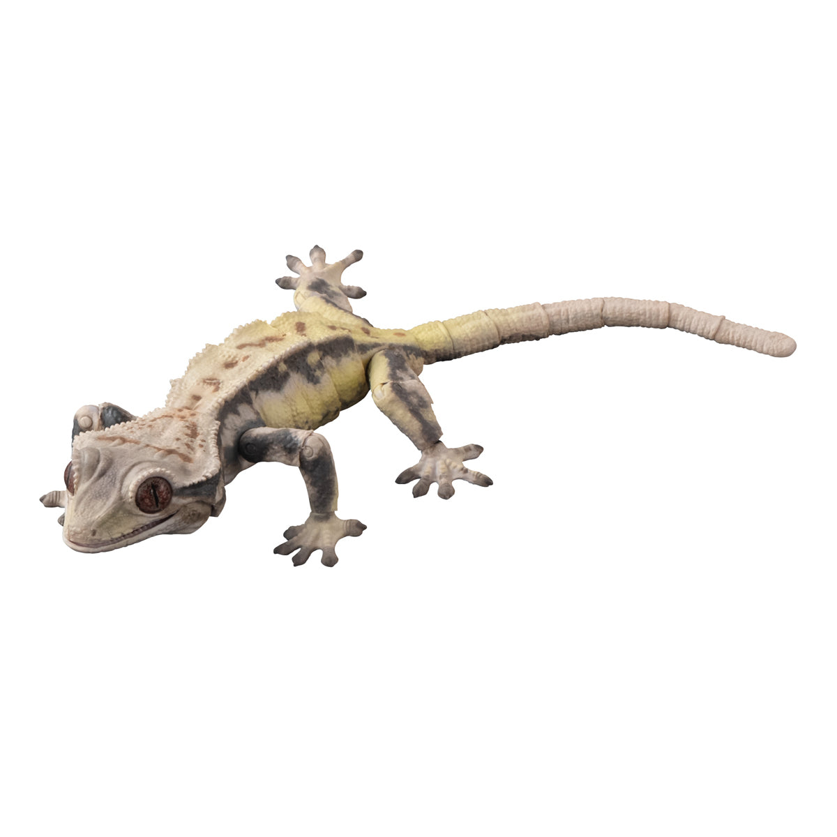 Crested Gecko (Lily White)